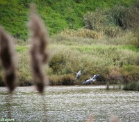 /album/adaloures/a3-jpg/