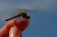 /album/adaloures/a4-jpg/