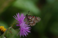 /album/adaloures/a5-jpg/