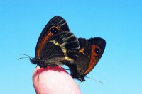 /album/adaloures/a7-jpg/