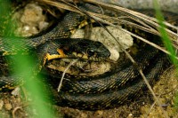 /album/adaloures/a14-jpg/