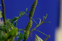 /album/adaloures/a16-jpg/