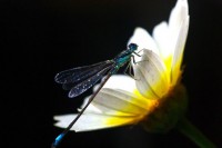 /album/adaloures/a22-jpg/